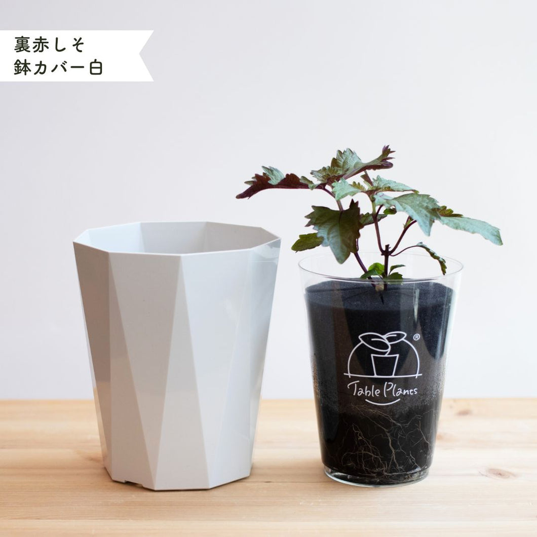【土を使わないハーブ】しそ(紫蘇)　Table Plants(テーブルプランツ)