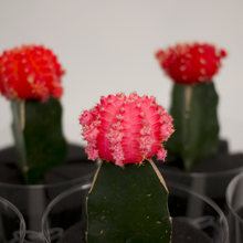 画像をギャラリービューアに読み込む, 【土を使わないサボテン】テーブルプランツ(Table Plants)ヒボタン(緋牡丹)
