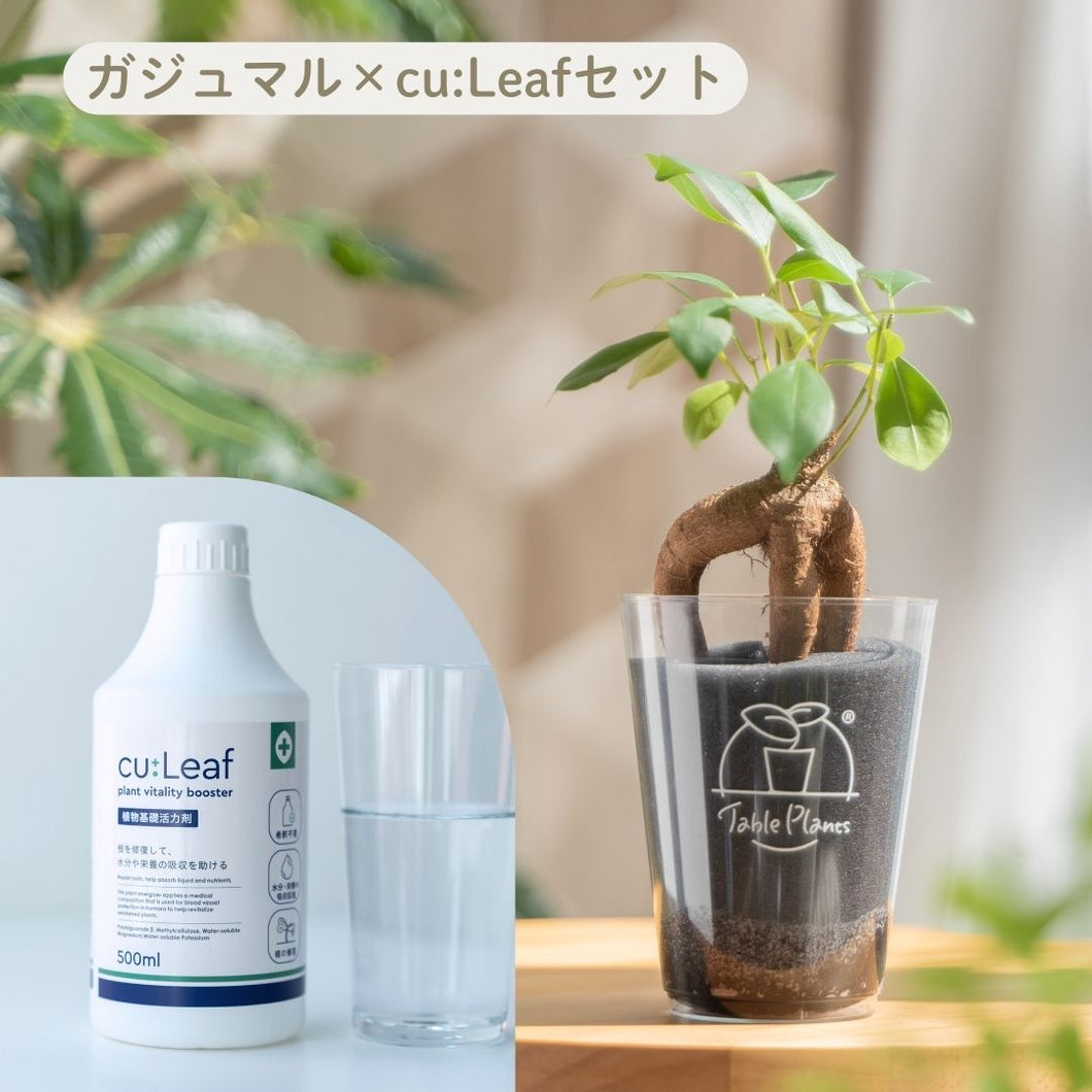 【土を使わない観葉植物】テーブルプランツ(Table Plants)×cu:Leaf®(キュリーフ)500mlセット