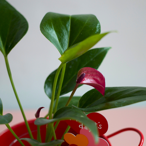 【母の日ギフト】土を使わない観葉植物 テーブルプランツ(Table Plants)アンスリウム×ブリキポットセット