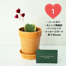 画像をギャラリービューアに読み込む, 【土を使わない観葉植物】テーブルプランツ（Table Plants）ハートホヤ バレンタイン鉢セット数量限定
