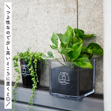 画像をギャラリービューアに読み込む, 【土を使わない観葉植物】テーブルプランツ キューブ (Table Plants CUBE) ポトス2品種寄せ植え

