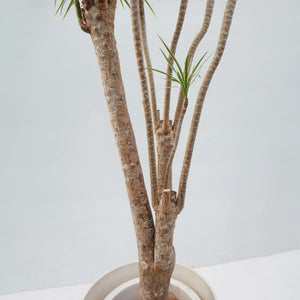 【一点物】ドラセナコンシンネ・ホワイボリー 8号 高さ約130cm 沖縄の観葉植物 No.216