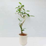 【一点物】フィカス・ベンガレンシス 8号 高さ約140cm 沖縄の観葉植物 No.533