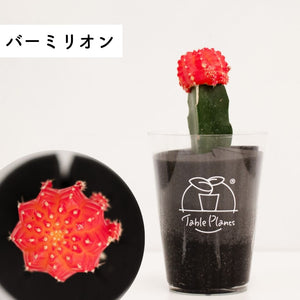 【土を使わないサボテン】テーブルプランツ(Table Plants)ヒボタン(緋牡丹)