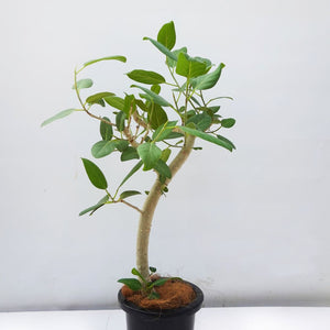 フィカス・ベンガレンシス 8号 沖縄の観葉植物 No.552 高さ約120cm