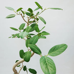 【一点物】フィカス・ベンガレンシス 8号 高さ約140cm 沖縄の観葉植物 No.533
