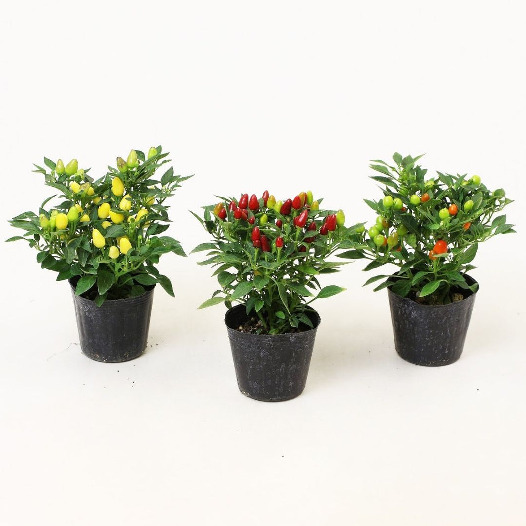 【限定24セット】五色トウガラシ・ぽこあぽこ 3種セット ※予約商品:7/13まで 出荷予定:7/18