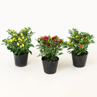 【限定24セット】五色トウガラシ・ぽこあぽこ 3種セット ※予約商品:7/13まで 出荷予定:7/18