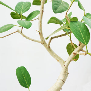 【一点物】フィカス・ベンガレンシス 8号 高さ約140cm 沖縄の観葉植物 No.533