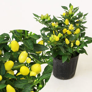 【限定24セット】五色トウガラシ・ぽこあぽこ 3種セット ※予約商品:7/13まで 出荷予定:7/18