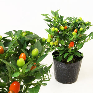 【限定24セット】五色トウガラシ・ぽこあぽこ 3種セット ※予約商品:7/13まで 出荷予定:7/18