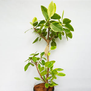 【一点物】フィカス・アルテシーマ 8号 高さ約140cm 沖縄の観葉植物 No.40