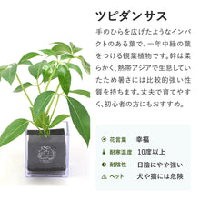 画像をギャラリービューアに読み込む, 【土を使わない観葉植物】テーブルプランツ キューブ (Table Plants CUBE)
