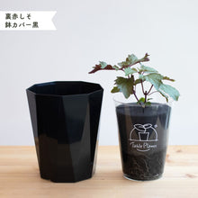 画像をギャラリービューアに読み込む, 【土を使わないハーブ】しそ(紫蘇)　Table Plants(テーブルプランツ)
