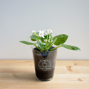 【土を使わない花】テーブルプランツ (Table Plants) セントポーリア 数量限定