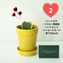 画像をギャラリービューアに読み込む, 【土を使わない観葉植物】テーブルプランツ（Table Plants）ハートホヤ バレンタイン鉢セット数量限定
