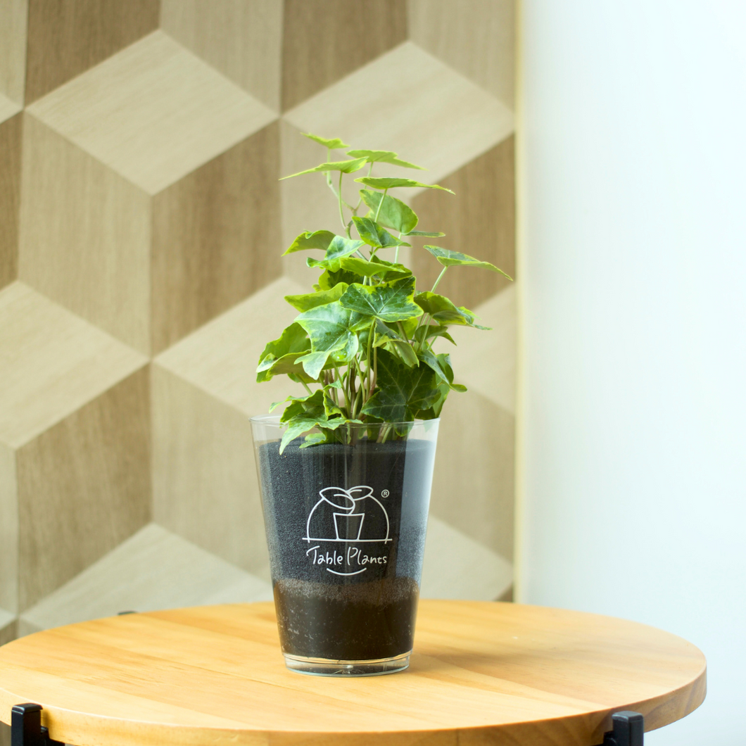 【土を使わない観葉植物】つる性テーブルプランツ(Table Plants) アイビー（ヘデラ）
