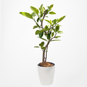 【一点物】フィカス・アルテシーマ 8号 沖縄の観葉植物 高さ 約140cm No.121