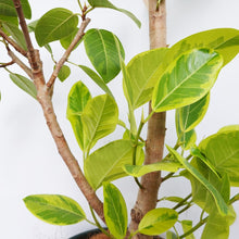 画像をギャラリービューアに読み込む, 【一点物】フィカス・アルテシーマ 8号 高さ約140cm 沖縄の観葉植物 No.40
