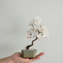 画像をギャラリービューアに読み込む, ドライ盆栽®桜　ミニ　※桜の花はフェイクフラワーです
