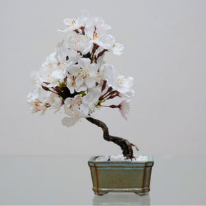 ドライ盆栽®桜　ミニ　※桜の花はフェイクフラワーです
