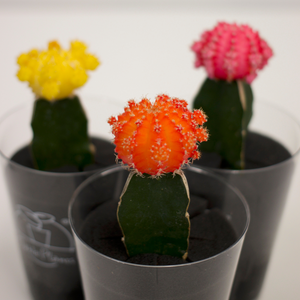 【土を使わないサボテン】テーブルプランツ(Table Plants)ヒボタン(緋牡丹)