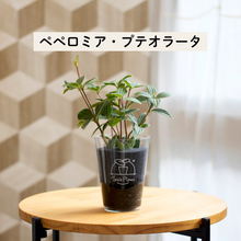 画像をギャラリービューアに読み込む, 【土を使わない観葉植物】テーブルプランツ(Table Plants) ペペロミア
