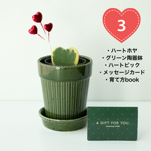 画像をギャラリービューアに読み込む, 【土を使わない観葉植物】テーブルプランツ（Table Plants）ハートホヤ バレンタイン鉢セット数量限定
