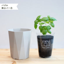 画像をギャラリービューアに読み込む, 【土を使わないハーブ】バジル　Table Plants(テーブルプランツ)
