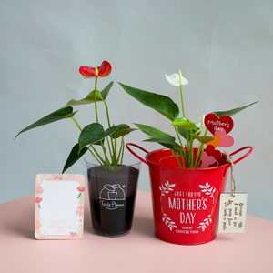 【母の日ギフト】土を使わない観葉植物 テーブルプランツ(Table Plants)アンスリウム×ブリキポットセット