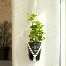 画像をギャラリービューアに読み込む, 【土を使わない観葉植物】つる性テーブルプランツ(Table Plants) アイビー（ヘデラ）
