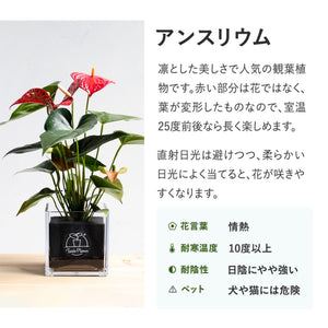 【土を使わない観葉植物】幸福を呼ぶ！ハート型のテーブルプランツ(Table Plants) アンスリウム