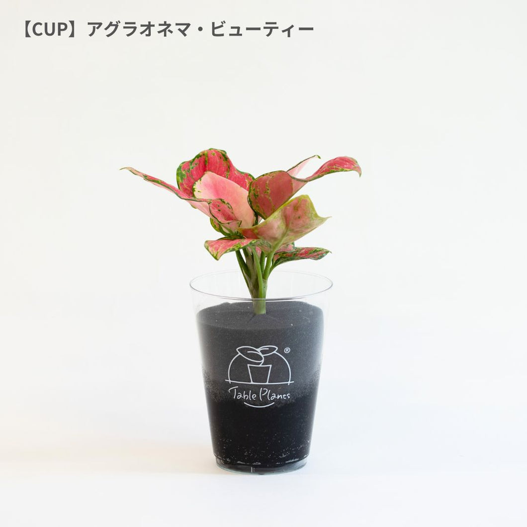 【土を使わない観葉植物】テーブルプランツ(Table Plants) アグラオネマ