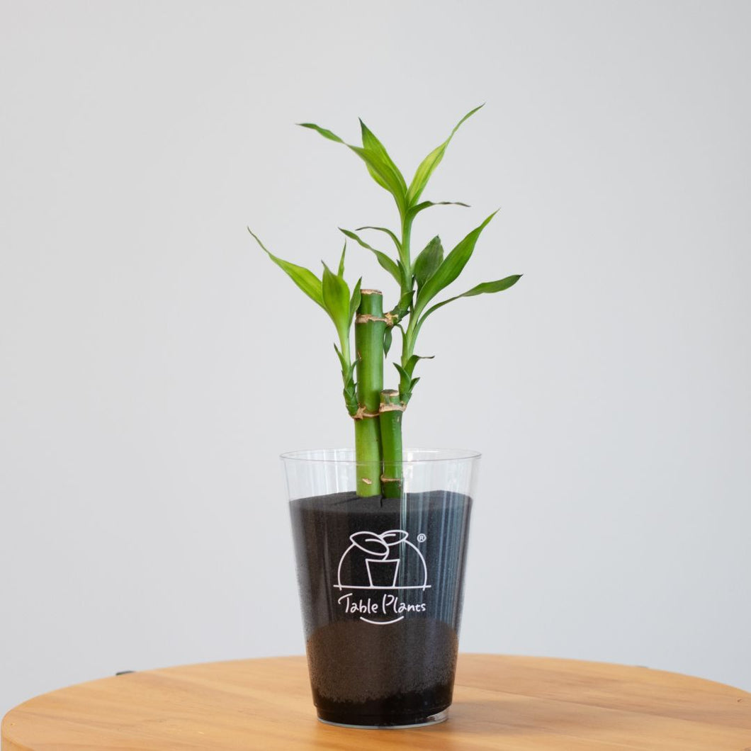 【土を使わない観葉植物】テーブルプランツ(Table Plants) ミリオンバンブー
