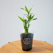 画像をギャラリービューアに読み込む, 【土を使わない観葉植物】テーブルプランツ(Table Plants) ミリオンバンブー
