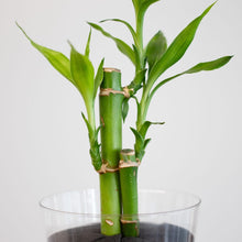 画像をギャラリービューアに読み込む, 【土を使わない観葉植物】テーブルプランツ(Table Plants) ミリオンバンブー
