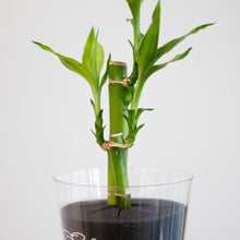 画像をギャラリービューアに読み込む, 【土を使わない観葉植物】テーブルプランツ(Table Plants) ミリオンバンブー
