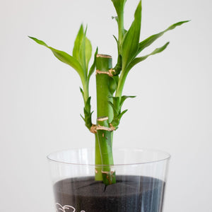 【土を使わない観葉植物】テーブルプランツ(Table Plants) ミリオンバンブー