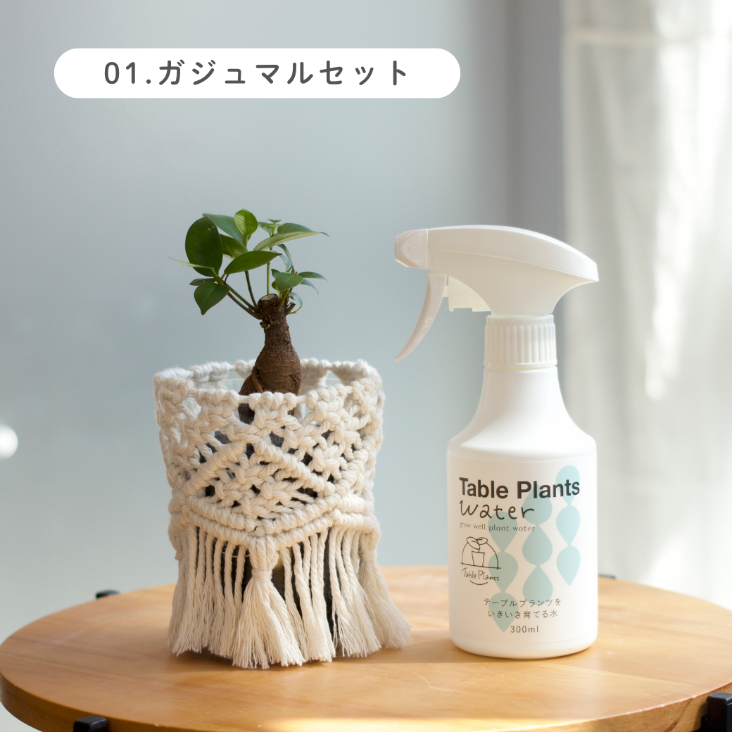 ギフトにおすすめ！【土を使わない観葉植物】テーブルプランツ (Table Plants) ×マクラメカバー×Table Plants Water(テーブルプランツウォーター)セット