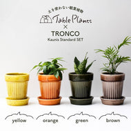 【土を使わない観葉植物】テーブルプランツ(Table Plants)1品種×Kaunis Standard鉢セット