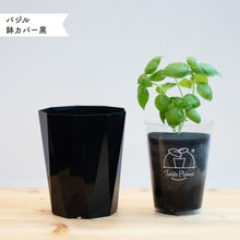 画像をギャラリービューアに読み込む, 【土を使わないハーブ】バジル　Table Plants(テーブルプランツ)
