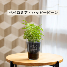 画像をギャラリービューアに読み込む, 【土を使わない観葉植物】テーブルプランツ(Table Plants) ペペロミア
