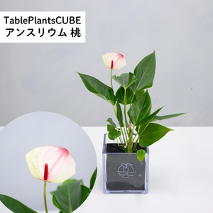 【限定カラー】テーブルプランツ(TablePlants) アンスリウム ※土を使わない観葉植物