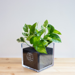 【土を使わない観葉植物】テーブルプランツ キューブ (Table Plants CUBE) ポトス2品種寄せ植え