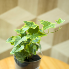 画像をギャラリービューアに読み込む, 【土を使わない観葉植物】つる性テーブルプランツ(Table Plants) アイビー（ヘデラ）
