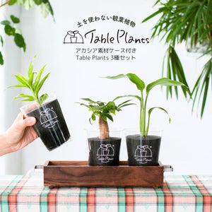 【アカシア素材ケース付】 テーブルプランツ(Table Plants) 3種セット　※土を使わない観葉植物