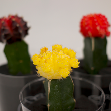 画像をギャラリービューアに読み込む, 【土を使わないサボテン】テーブルプランツ(Table Plants)ヒボタン(緋牡丹)
