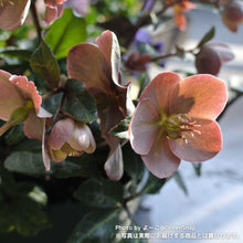 画像をギャラリービューアに読み込む, 【限定30鉢】クリスマスローズ・HGCマエストロ 5号 ※予約商品:11/30まで 出荷予定:12/5
