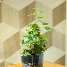 画像をギャラリービューアに読み込む, 【土を使わない観葉植物】つる性テーブルプランツ(Table Plants) アイビー（ヘデラ）
